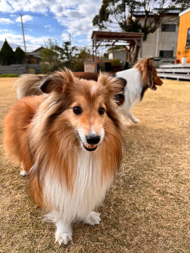 ワンちゃんと泊まれるコテージ　西野納屋 Kujukuri Exterior foto